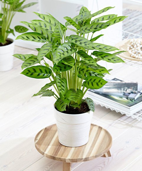 77363-00-BAKI_20170207081226