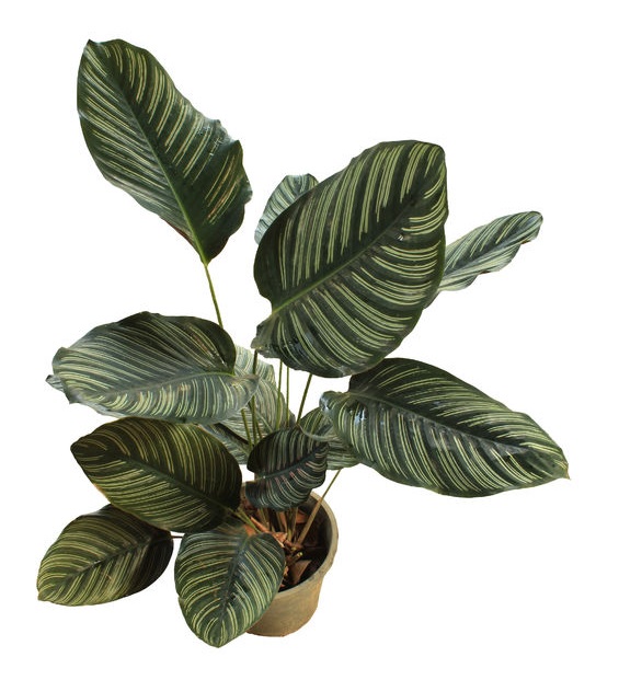 calathea_ornata