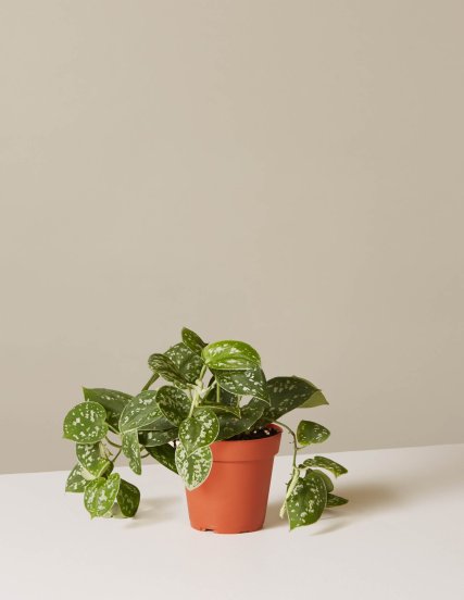 the-sill_philodendron-silver_terracotta_4_1500x.progressive