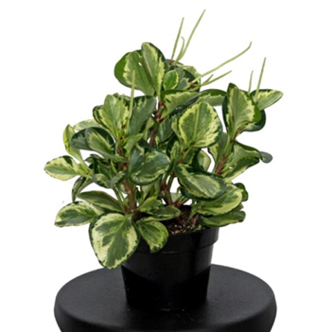 PEPEROMIA-GOLDEN-GATE