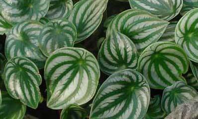 Watermelon-Peperomia-houseplant
